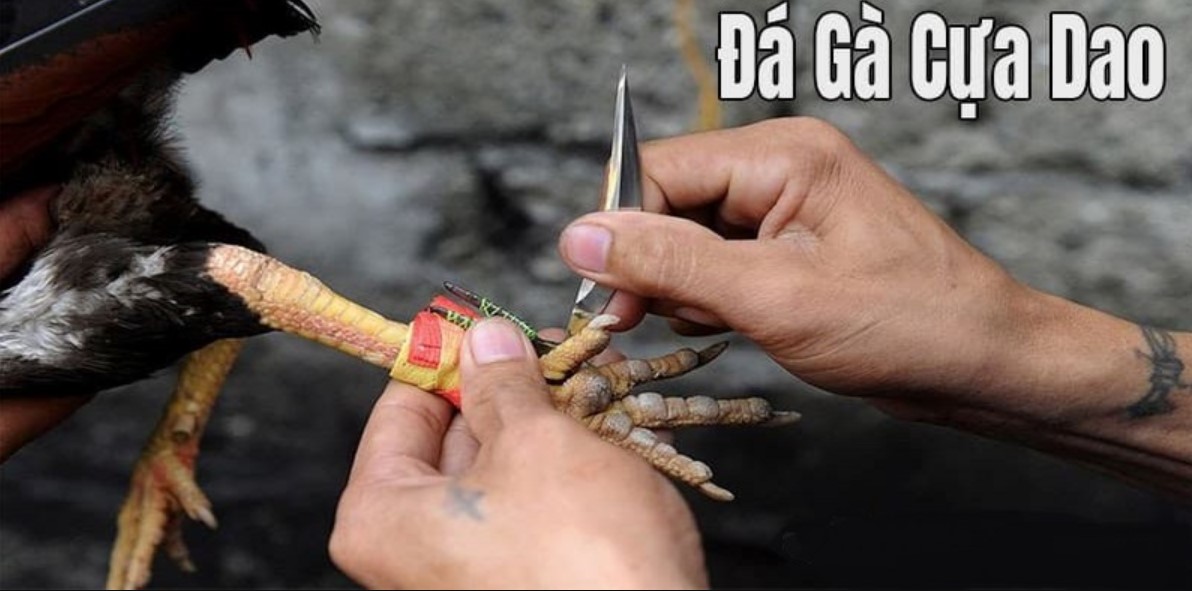 Giống chiến kê được ưa chuộng nhất trong đá gà cựa dao S666